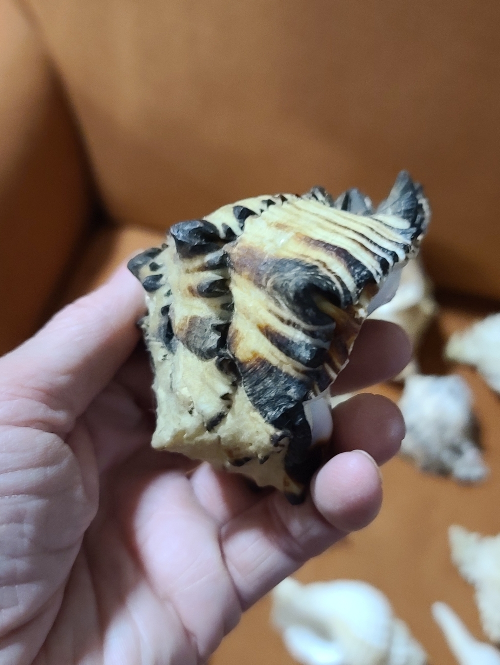 Mixed Natural Sea Shell Lot With Large Cassius Cornuta, Hexaplex Radix Murex - Picture 6 of 8